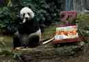 A legrégebbi panda a 37. Születésnapját jelzi